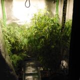 Growbox einer Hanfplantage