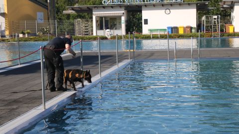 Diensthund Freya ist erstmalig beim Schwimmtraining. Vorsichtiger wasserkontakt vom Beckenrand.