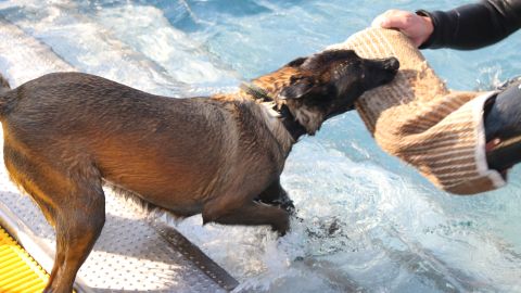 Freya hatte Erfolg und zieht den Übungsleiter aus dem Becken.